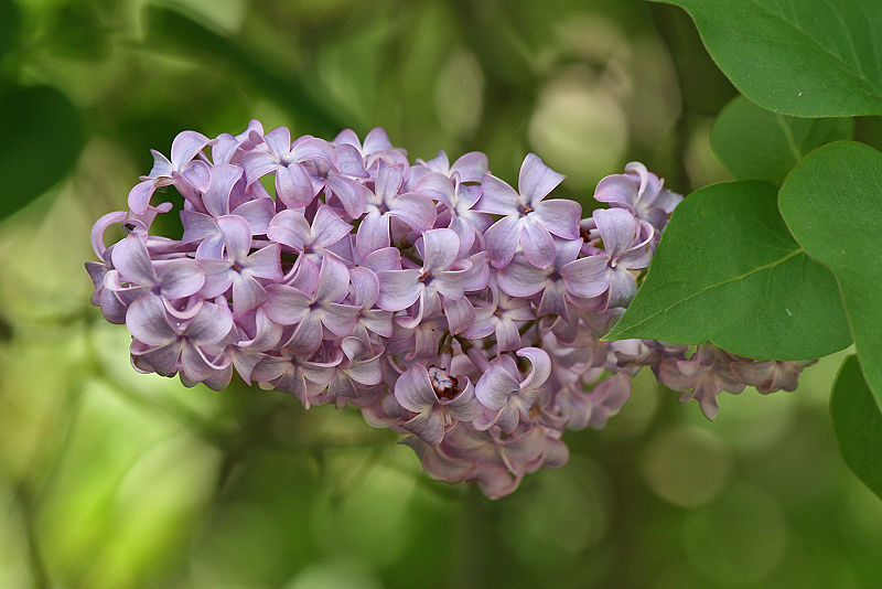 Product: Lilac (Syringa)